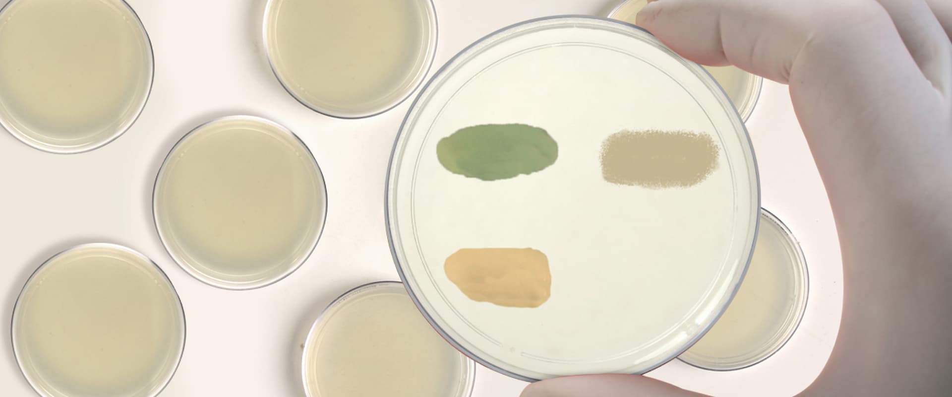 Chromobrit IU Orientación