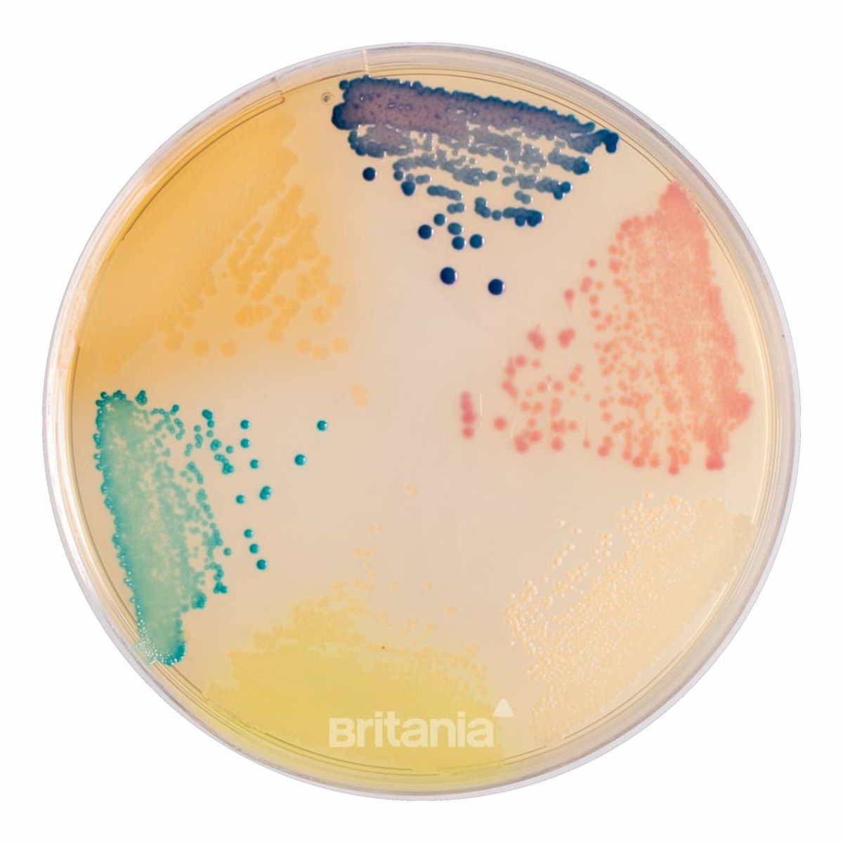 Chromobrit IU Orientación
