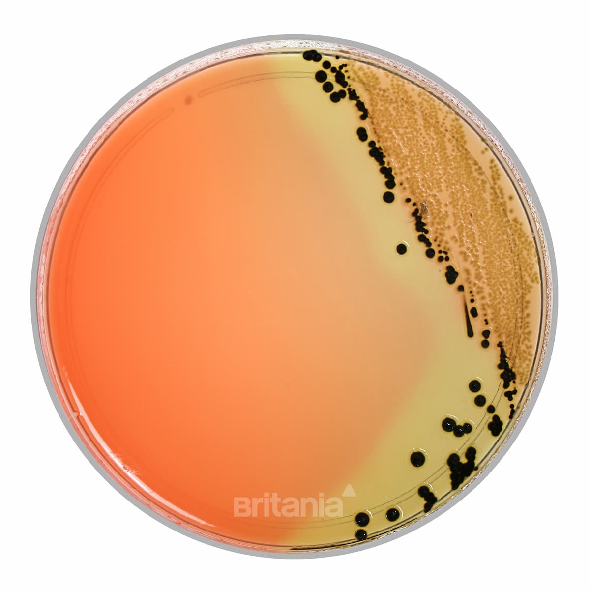 Hektoen Enterico Agar