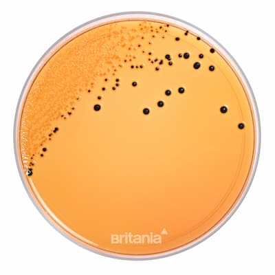 Salmonella Shigella Agar
