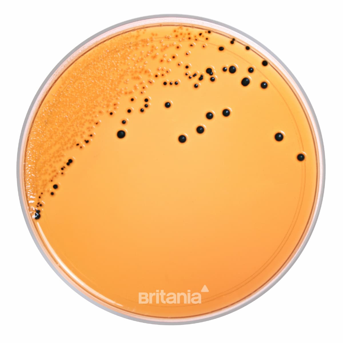 Salmonella Shigella Agar