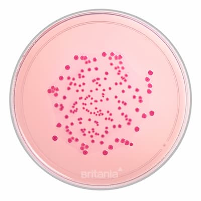 Violeta Rojo y Bilis Glucosa Agar