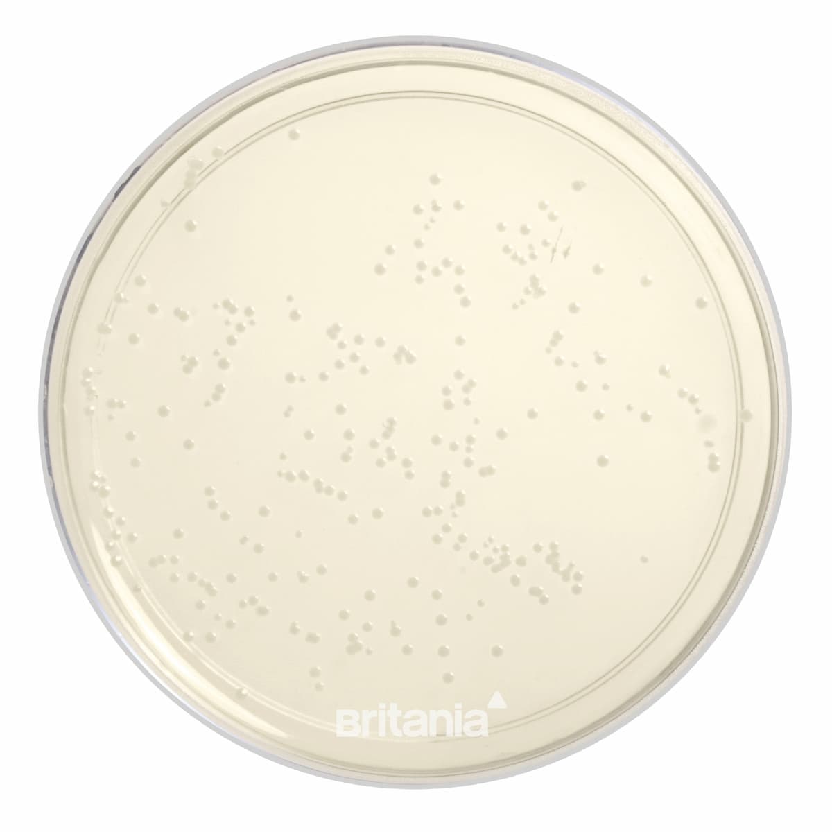 R2A Agar
